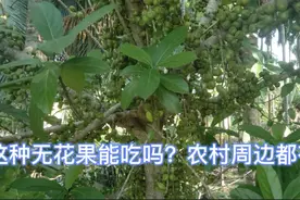 海南农村周边都有这种无花果，但不知道能不能吃，小时大人说有毒视频封面