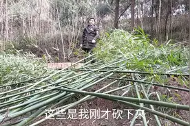为了让自己的家园变得更美好，父子俩砍掉山里的竹子种花，视频封面