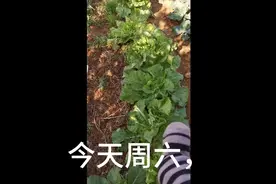 三农独生子女医疗保险，先交后补，怎么个补发答案在此视频封面