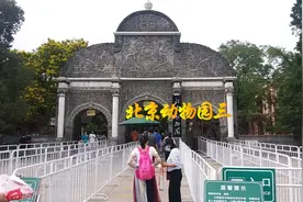 135，北京动物园第三集，大猩猩小猴子齐上场视频封面