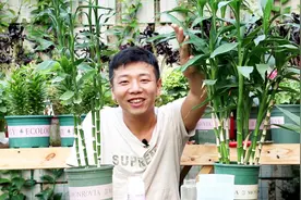 养富贵竹，其实很简单，做好这几点，十年不黄叶！视频封面
