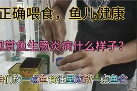观赏鱼正常粪便什么样子？生病了的粪便什么样子？我来给你分辨