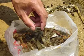 小任用鸡肠子做饵料地笼收获满满小河虾，爽！视频封面