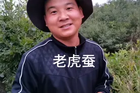 当地管这种野蚕叫老虎蚕，不能吃视频封面
