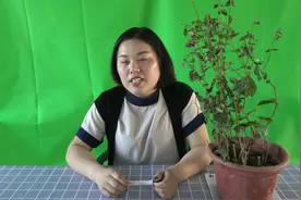 枯萎的茉莉花还有得救吗？掌握这几点知识，让枯木逢春视频封面