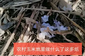 农村玉米地里为什么有这么多纸，这是什么情况。进来看看视频封面
