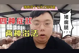 猪链球菌病详解，四种症状，两种治法视频封面