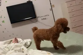 狗狗和人一样也喜欢赖床