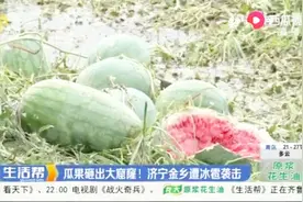 痛心！济宁金乡遭遇冰雹袭击，瓜果被砸出大窟窿，庄稼几乎绝产视频封面