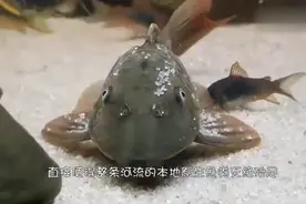 看看国外人是怎么处理泛滥成灾的清道夫 这一招果然妙视频封面
