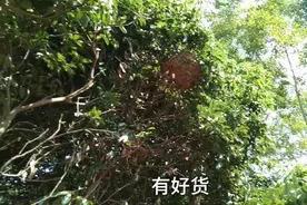 砍树砍到一半听到有响声，看到了一个大马蜂窝，不然够呛视频封面