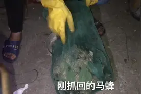 马蜂有什么作用，为何那么受欢迎