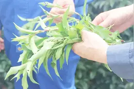 农村水沟里的“辣椒草”，不仅能驱虫，还是天然酒曲视频封面