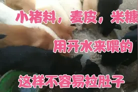 小狗喂〈小猪料〉一定要用煮好开水后，用温水来拌给它们吃。