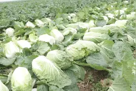 农村大哥种菜有高招！行情低迷依然不愁销，年赚10来万没有问题！视频封面