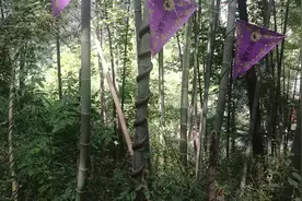 “蛇”缠树视频封面