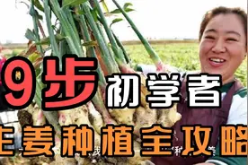 2021年生姜种植技术和时间，初学者9步掌握生姜种植全攻略！视频封面