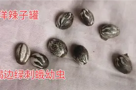 冬天核桃树枝上的小罐罐视频封面