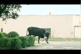 红衣美女被公牛追赶，赶紧卸了红外套，小伙看见：还有红裙子！视频封面
