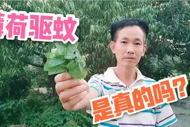 网上说薄荷有驱蚊作用，今天亲身体验一下，结果打脸视频封面