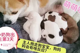 小奶狗出生第3天，主人尝试抱走狗宝宝，狗妈妈会有啥反应？视频封面