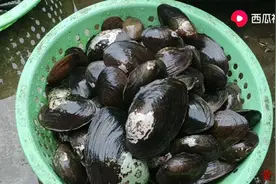 海南人爱吃珍珠蚌，做法简单，2分钟学会，你们吃过吗，视频封面