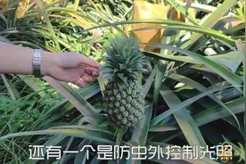 原来凤梨是这样长熟的，小凤梨圆滚滚还是很萌的，8月中旬就能吃视频封面