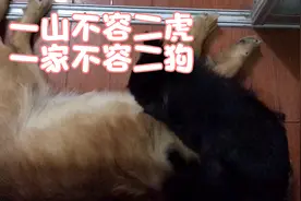能让两只狗狗在家和平相处的方法
