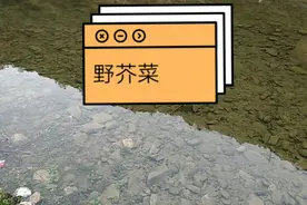 挖草药发现河边有大量野生的盖菜（野生芥菜），春天抽芯非常好吃视频封面