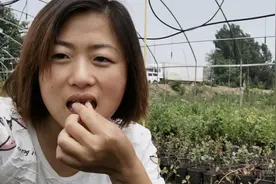 山东蓝莓真便宜，啥品种好吃？农村媳妇亲自去基地试吃视频封面