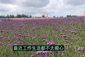 实拍上海薰衣草花海，不要门票，不要停车费，净化心灵的好地方。视频封面