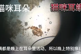 两只猫咪耳朵奇痒无比，通过显微镜的检查，看到耳螨的真实面貌！视频封面