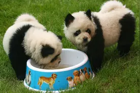 田园犬生下一只熊猫狗，这可把主人高兴坏了，狗：我也是国宝了！视频封面