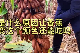 广西红皮香蕉也叫美人蕉，口感呢？很多人见都没见过，更别说吃了视频封面