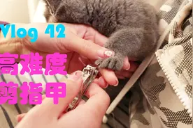 我的宠物日记vlog42 难度超大的剪指甲视频封面