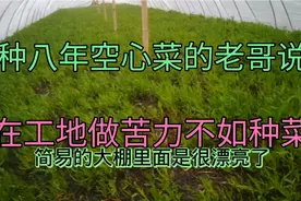 在工地做苦力活不如种菜卖，看看种八年空心菜的老哥是怎样做到的视频封面