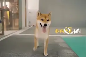 小H的狗生巅峰，住别墅做SPA，最后抱得小O归！