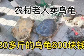 农村老人在那马桥头抓大乌龟来卖，20多斤，800块，好多人围着看