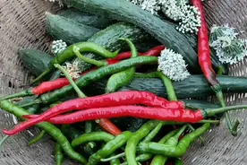 菜园韭菜花开了，临沂农家特色韭花酱怎么做好吃呢？快来一睹为快视频封面