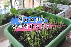 没有阳光直射的朝北阳台，试试种植这些蔬菜，易种零失败视频封面