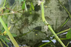 黄豆喂虾要泡吗？拍视频给你看视频封面