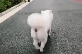 博美狗狗可爱的背影 走路的时候扭屁屁是在太可爱视频封面