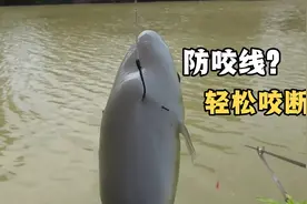 入海口咸淡水探钓鲮鱼，却遇上专业咬线的鱼，防咬线瞬间咬断！视频封面