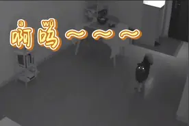 狗子独自在家，突然学狼叫，像是在哭，可怜兮兮的样子视频封面