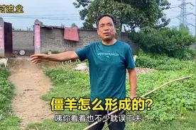 养羊大叔分享僵羊的形成及治疗方法，真是养羊人的福利！视频封面
