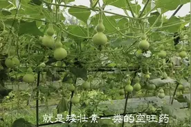 家里种的葫芦不结果怎么办？两个方法大大提高坐果率视频封面