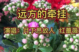 《远方的牵挂》孤独和牵挂是生命的常态，只有陪伴才显得格外珍贵视频封面
