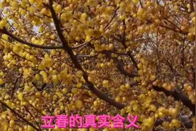立春的真实含义视频封面