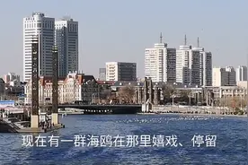 远望海河上的狮子林桥，曾经是哪吒闹海的地方有一群海鸥驻足嬉戏视频封面