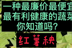 一种最便宜廉价有利健康的蔬莱，北方农村遍地都是你吃过吗？视频封面
